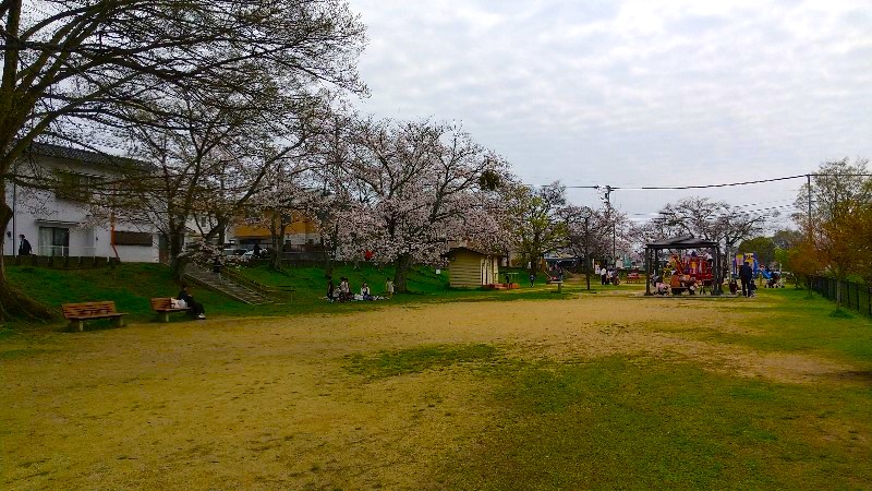 松山市 満開の桜【お花見のおすすめ穴場スポット】新石手公園