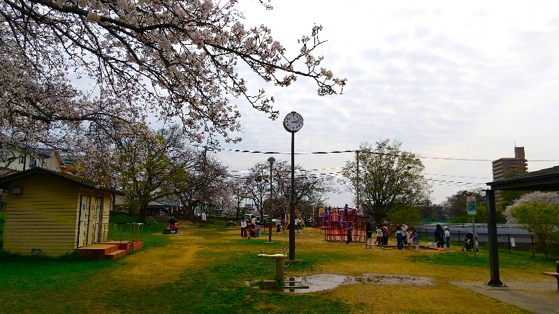 松山市 満開の桜【お花見の穴場おすすめスポット】新石手公園の遊具