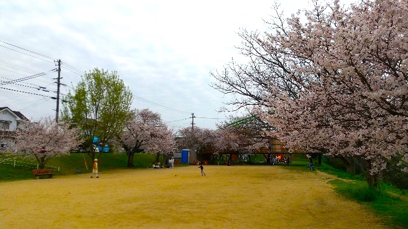 松山市 満開の桜【お花見の穴場おすすめスポット】石手川緑地（東野地区）グラウンド