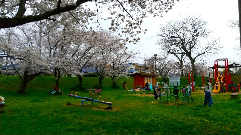 松山市 満開の桜【お花見の穴場おすすめスポット】石手川緑地（東野地区）グラウンド、遊具