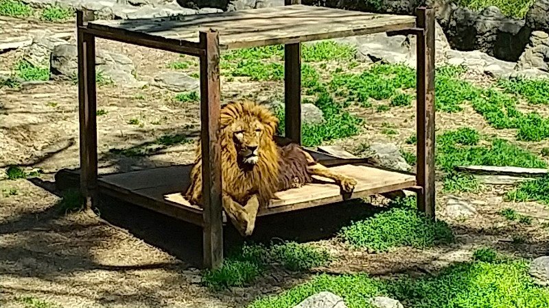 愛媛県立とべ動物園にいるライオンの写真【入園料の割引・前売券のクーポン・無料日を解説】イオンカードやJAF会員証がお得、クチコミ・レビュー