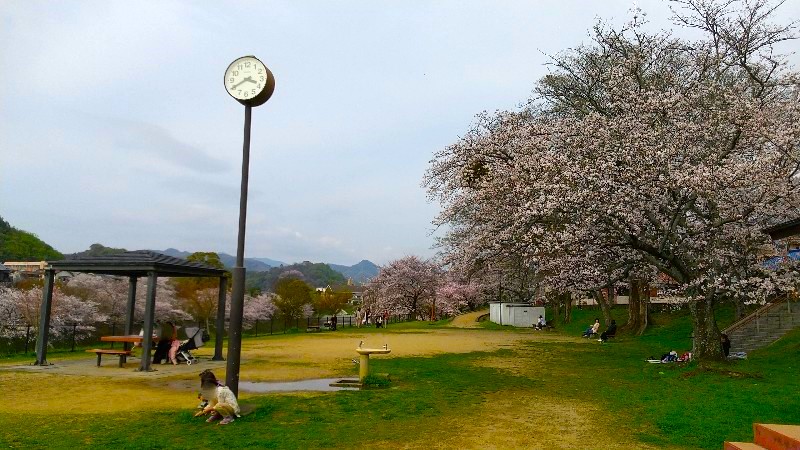 松山市 満開の桜【お花見の穴場おすすめスポット】新石手公園