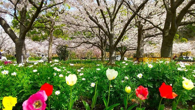 松山総合公園【桜の名所】絶景のお花見スポット