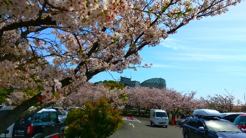 松山総合公園【桜の名所】絶景のお花見スポット！無料駐車場のレビュー・口コミ