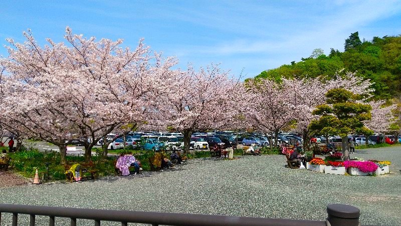 松山総合公園の絶景の桜、おすすめのお花見スポット、花のテラス、口コミ・レビュー