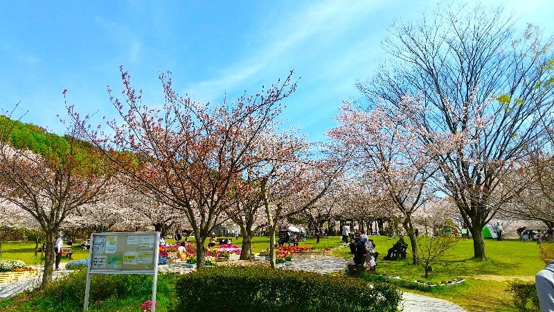 松山総合公園の「さくらの丘（芝生広場）」絶景の桜、おすすめのお花見スポット、口コミ・レビュー・写真