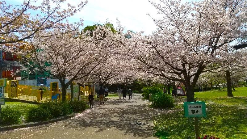 松山総合公園の「さくらの丘（芝生広場）」絶景の桜、おすすめのお花見スポット、口コミ・レビュー・写真