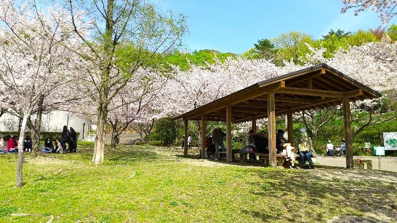松山総合公園の「さくらの丘（芝生広場）」にある東屋、絶景の桜、おすすめのお花見スポット、口コミ・レビュー・写真