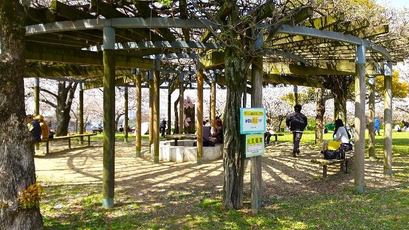 松山総合公園の「さくらの丘（芝生広場）」にある東屋、絶景の桜、おすすめのお花見スポット、口コミ・レビュー・写真