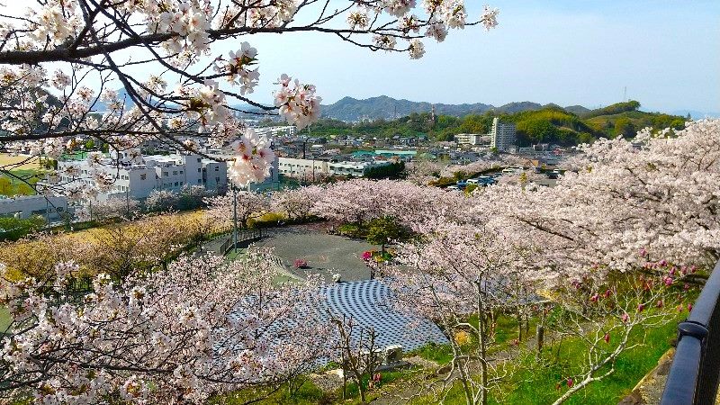 松山総合公園の散歩コース、満開の桜、お花見におすすめのスポット、名所、口コミ・レビュー