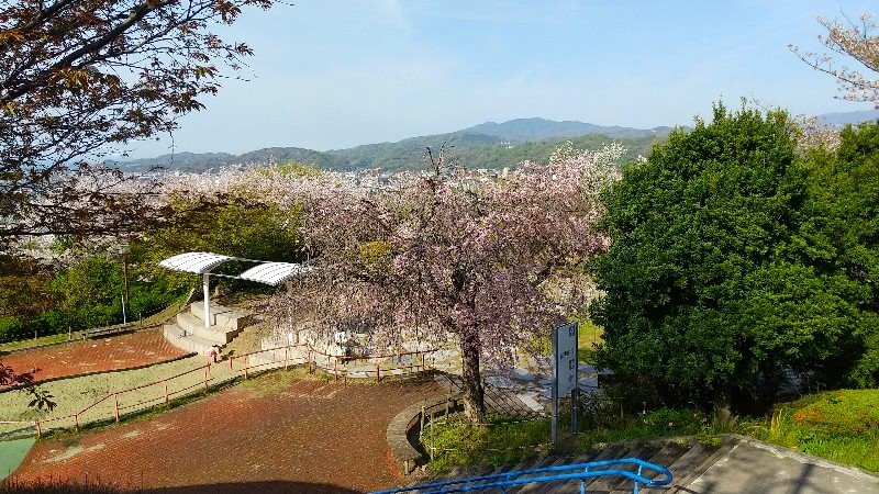 松山総合公園「ちびっこ広場・花見広場」口コミ・レビュー
