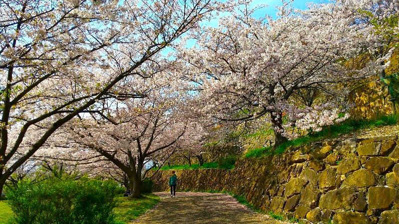 松山総合公園の散歩コース、満開の桜、お花見におすすめのスポット、名所、口コミ・レビュー